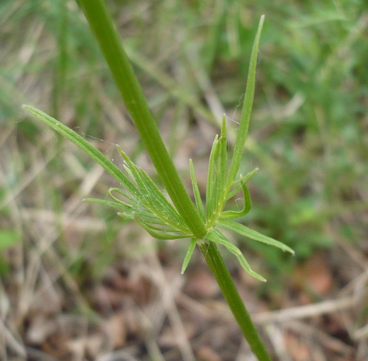 Image of Valeriana rossica specimen.