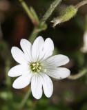 Cerastium uralense