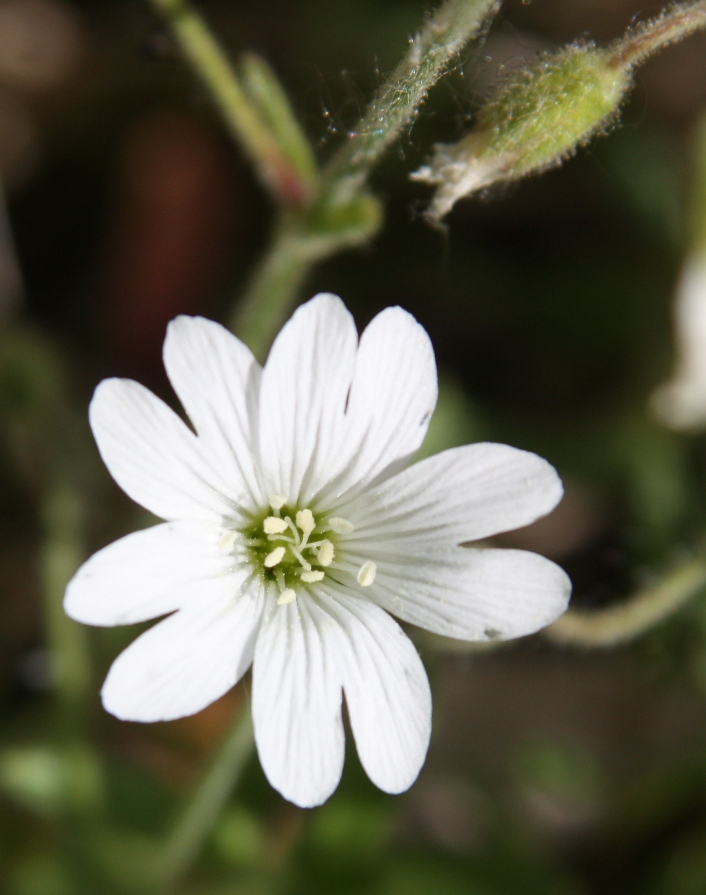 Изображение особи Cerastium uralense.