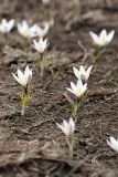 Crocus alatavicus