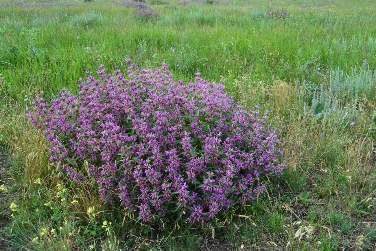 Изображение особи Phlomis pungens.