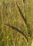 Carex acuta