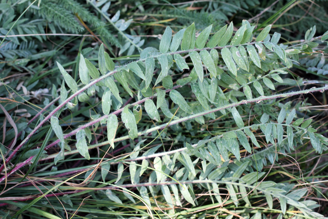 Изображение особи Oxytropis pilosissima.