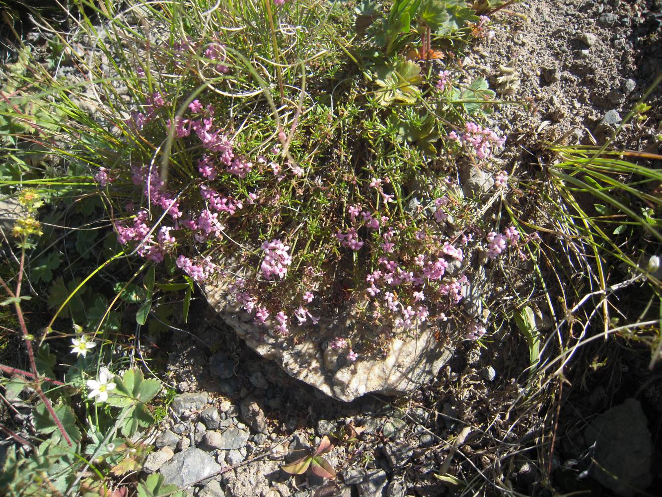 Изображение особи Asperula abchasica.