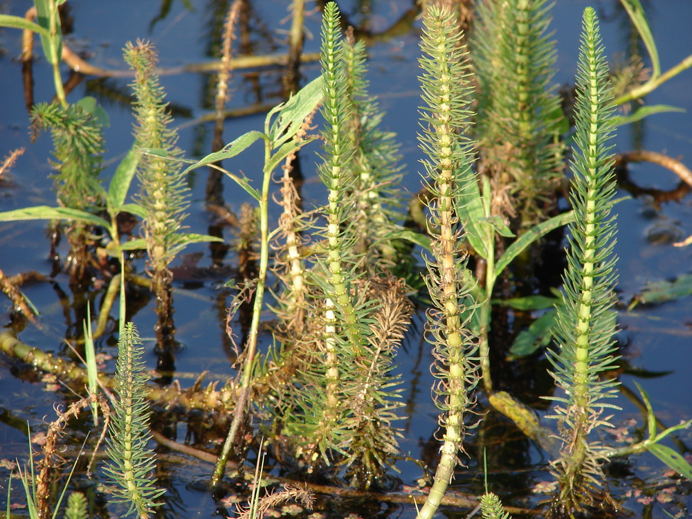 Image of Hippuris vulgaris specimen.