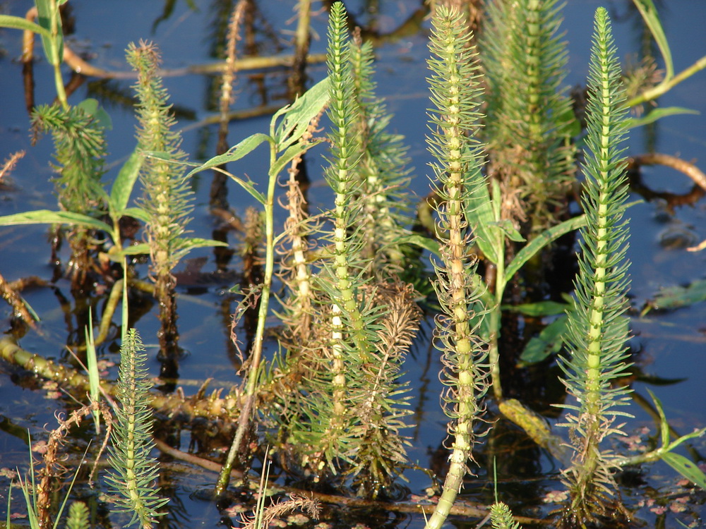 Изображение особи Hippuris vulgaris.