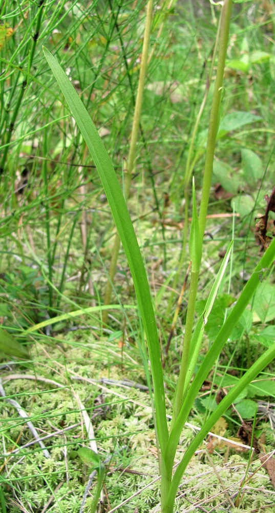 Image of Gymnadenia conopsea specimen.