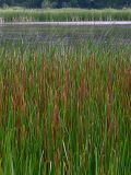 Typha angustifolia. Заросли рогоза на Святошинском озере. Киев, июнь 2008 г.