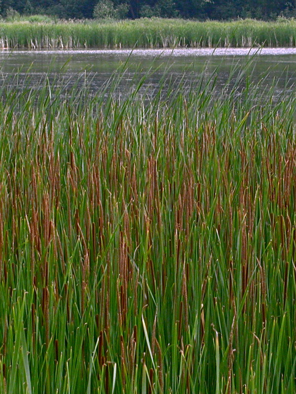 Image of Typha angustifolia specimen.