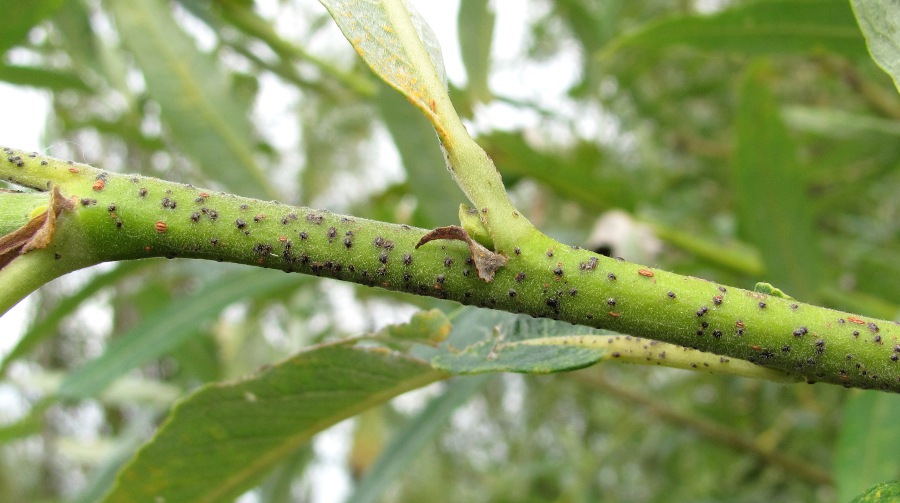 Image of Salix gmelinii specimen.