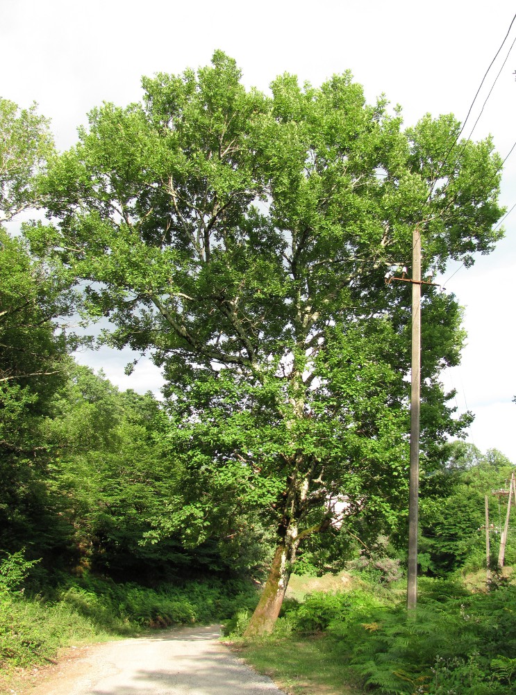 Image of Quercus iberica specimen.