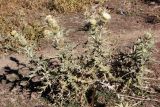 Cirsium turkestanicum. Растения на разной стадии развития соцветий. Узбекистан, Ташкентская обл., отроги Чаткальского хр., Бельдерсай, окр. метеостанции. 08.09.2012.