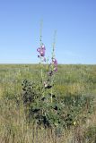 Alcea litwinowii