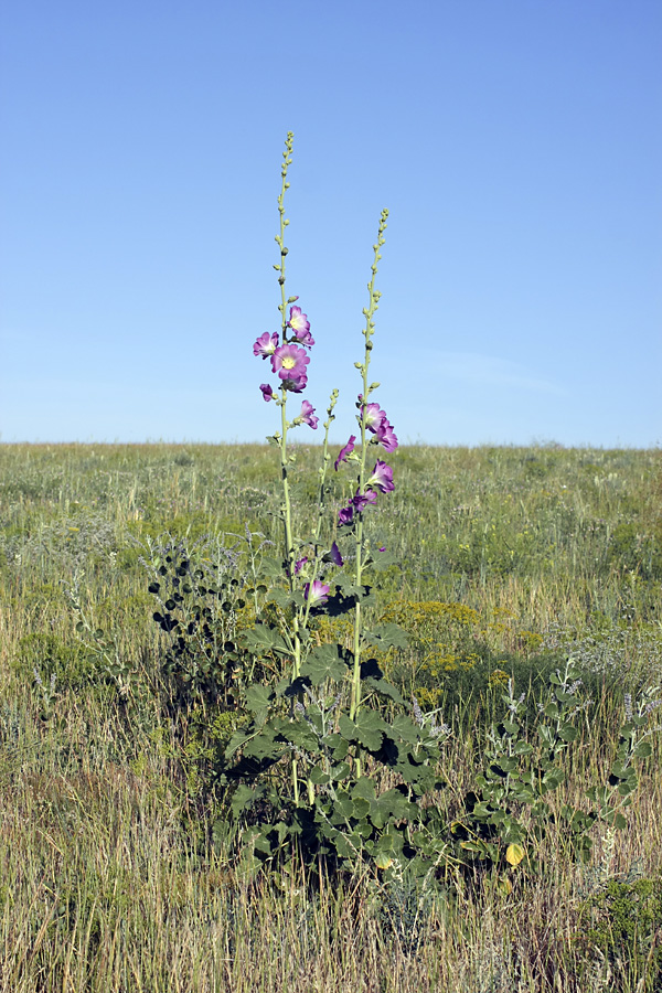 Изображение особи Alcea litwinowii.