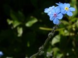 Myosotis alpestris