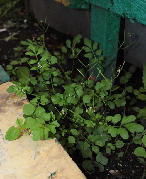 Image of Cardamine occulta specimen.