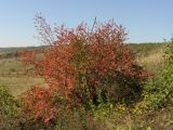 Berberis vulgaris