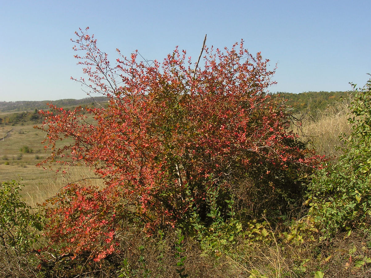 Image of Berberis vulgaris specimen.