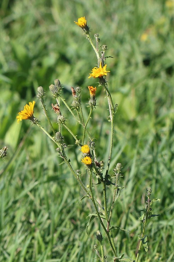 Image of Picris hieracioides specimen.