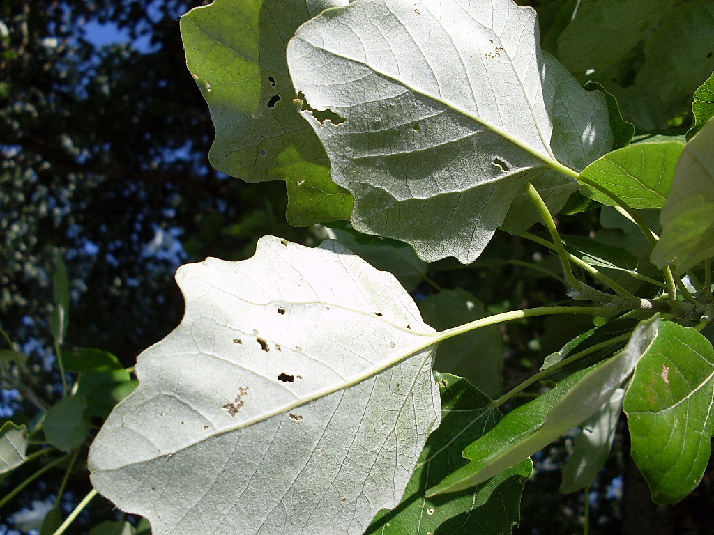 Image of Populus × canescens specimen.