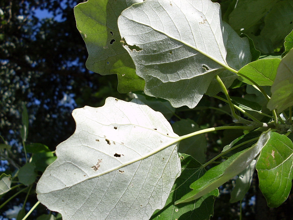 Изображение особи Populus &times; canescens.