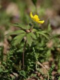 Anemone ranunculoides. Цветущее растение. Санкт-Петербург, Дудергофские высоты, широколиственный лес. 03.05.2009.