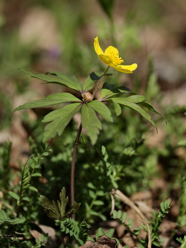 Изображение особи Anemone ranunculoides.