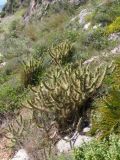 Austrocylindropuntia subulata