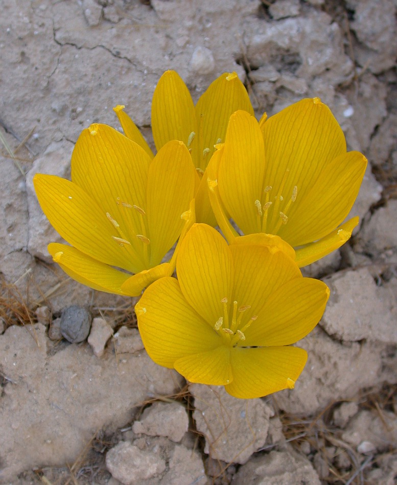 Изображение особи Sternbergia clusiana.