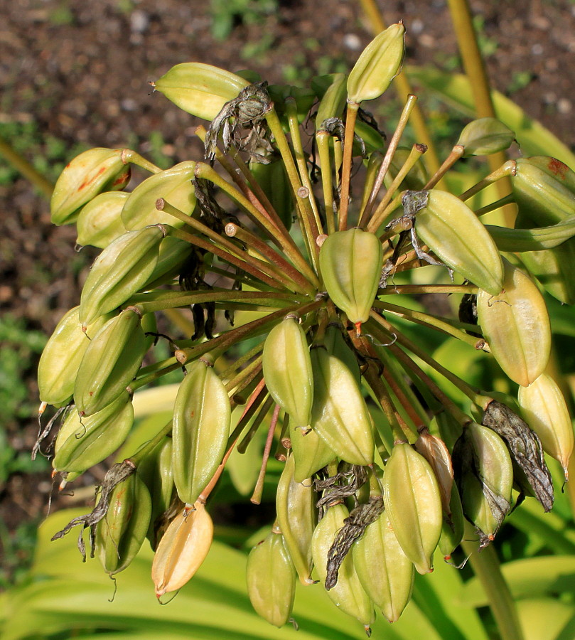 Image of Agapanthus africanus specimen.