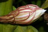 Epiphyllum oxypetalum. Бутон. Индонезия, остров Бали, г. Денпасар, парк. 01.11.2010.