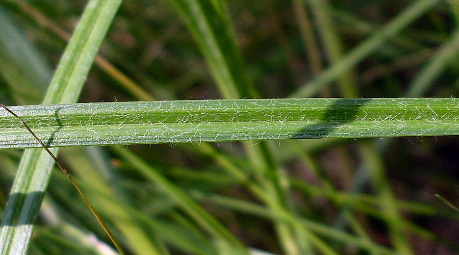 Image of Carex hirta specimen.