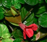 Barleria repens