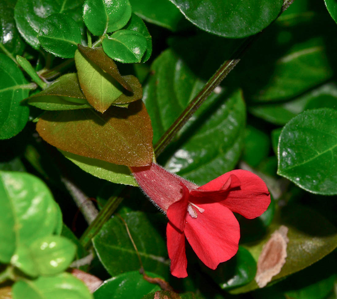 Image of Barleria repens specimen.