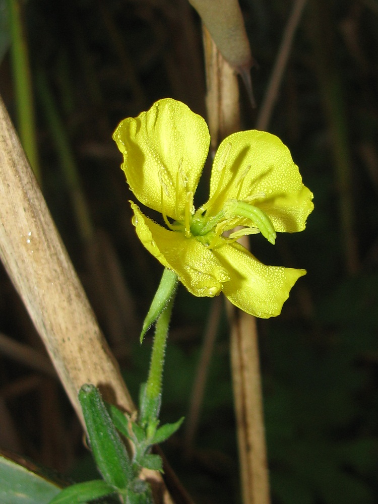 Изображение особи род Oenothera.