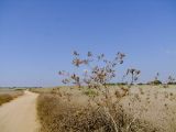 Carthamus tenuis. Плодоносящее растение. Израиль, Шарон, г. Герцлия, злаковое псаммофитное сообщество на старых приморских дюнах. 02.09.2009.