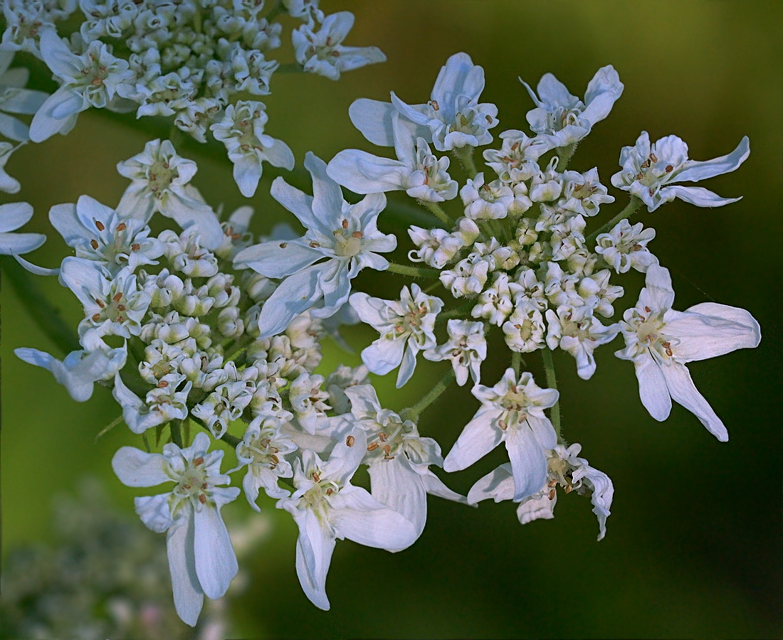 Image of Heracleum sosnowskyi specimen.