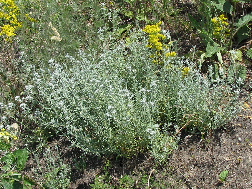 Изображение особи Teucrium capitatum.