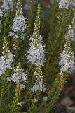 Veronica pinnata