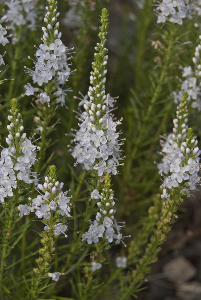 Изображение особи Veronica pinnata.