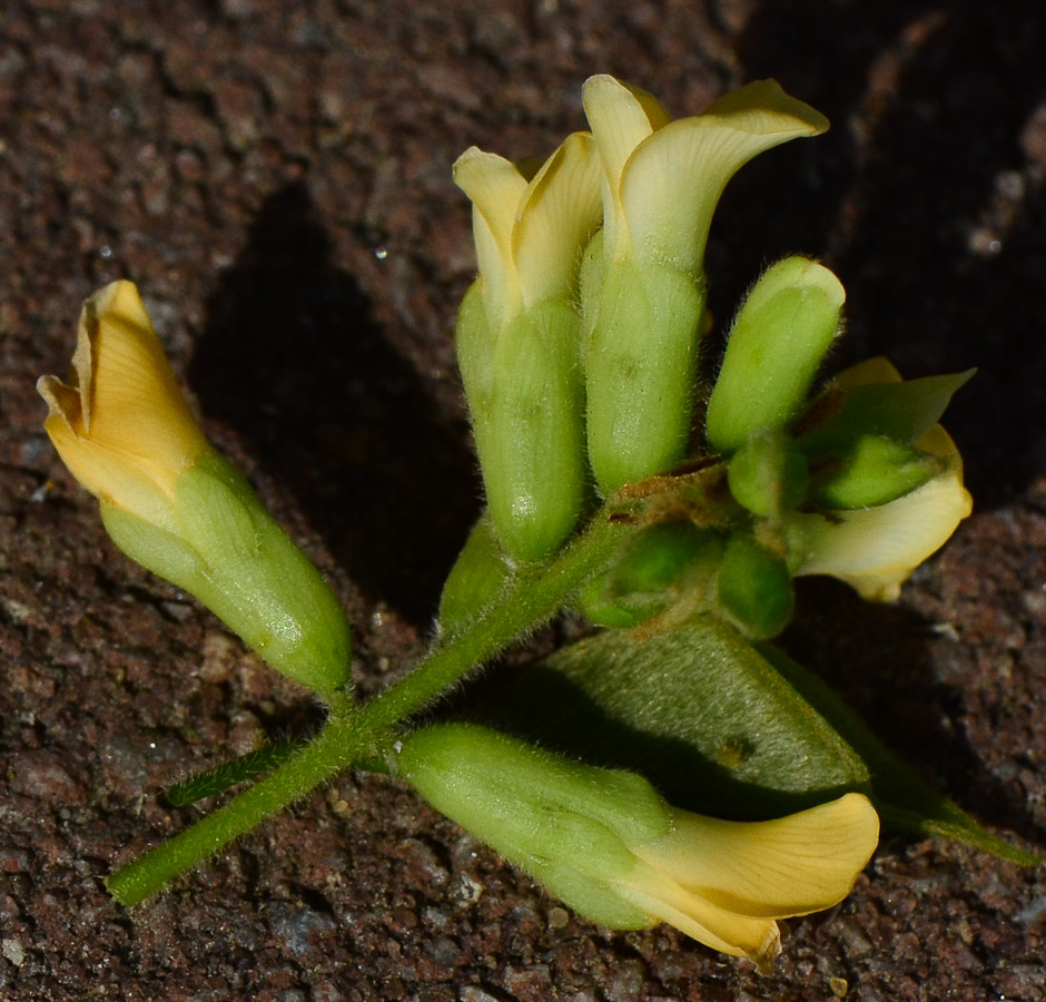 Изображение особи Dalbergia sissoo.