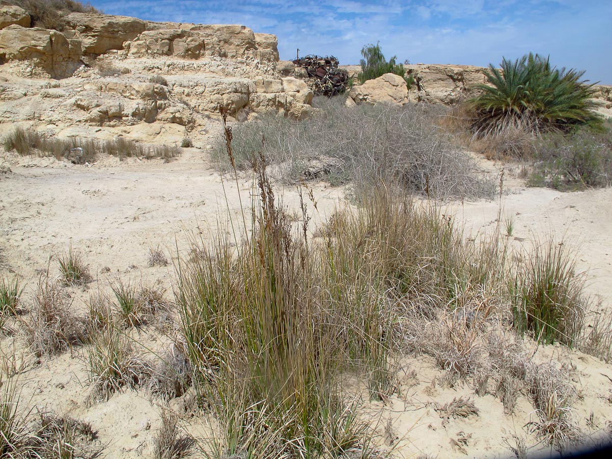 Image of Juncus arabicus specimen.