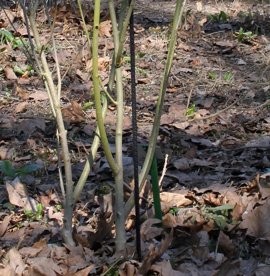 Изображение особи Syringa × chinensis.