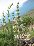 Salvia scabiosifolia