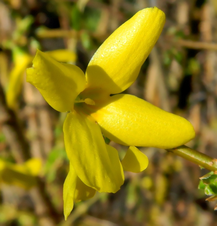 Image of Forsythia × intermedia specimen.