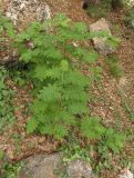 Sorbus domestica. Молодые растения. Крым, возле пос. Никита, лес к востоку от Никитской расселины. 24.05.2013.