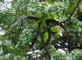 род Gleditsia