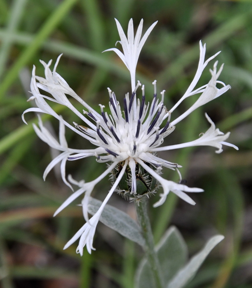 Изображение особи Centaurea pindicola.
