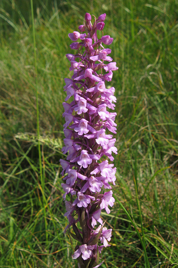 Image of Gymnadenia conopsea specimen.