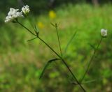 Galium triandrum. Верхушка цветущего растения. Татарстан, Бавлинский р-н. 01.07.2013.